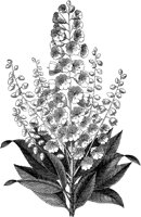 CGA50432.TIF