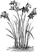 CGA50430.TIF