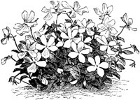 CGA50429.TIF