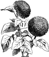 CGA50428.TIF