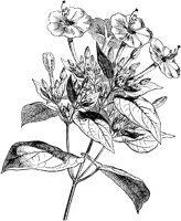 CGA50424.TIF