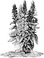 CGA50420.TIF