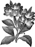 CGA50417.TIF