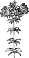 CGA50414.TIF