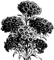 CGA50411.TIF