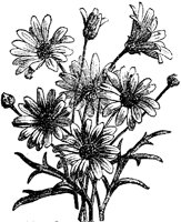 CGA50406.TIF