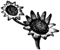 CGA50404.TIF
