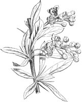 CGA50403.TIF