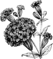 CGA50399.TIF