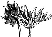 CGA50393.TIF