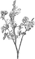 CGA50392.TIF