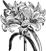 CGA50391.TIF