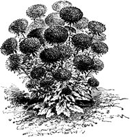 CGA50388.TIF