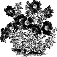 CGA50386.TIF