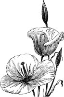 CGA50382.TIF