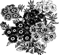 CGA50381.TIF