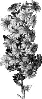 CGA50377.TIF