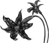 CGA50375.TIF