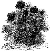 CGA50372.TIF