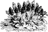 CGA50369.TIF