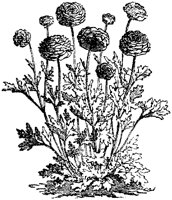 CGA50368.TIF