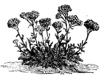 CGA50367.TIF