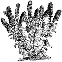 CGA50365.TIF