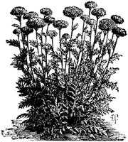 CGA50355.TIF