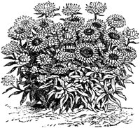 CGA50352.TIF