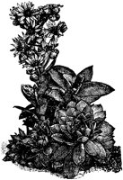 CGA50351.TIF