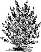 CGA50350.TIF