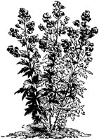 CGA50348.TIF