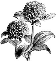 CGA50346.TIF