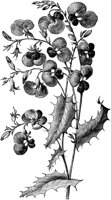 CGA50345.TIF