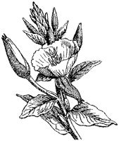 CGA50344.TIF