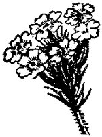 CGA50343.TIF