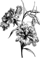 CGA50339.TIF