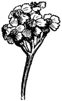 CGA50335.TIF