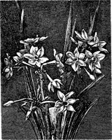 CGA50329.TIF