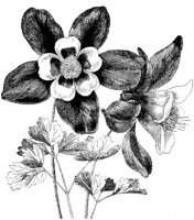 CGA50323.TIF
