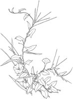 CGA50320.TIF