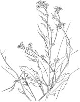 CGA50317.TIF
