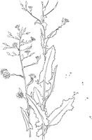 CGA50315.TIF