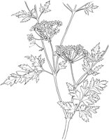 CGA50312.TIF