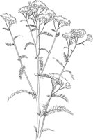 CGA50310.TIF