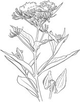 CGA50309.TIF