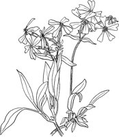 CGA50286.TIF