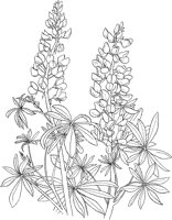 CGA50285.TIF