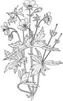 CGA50284.TIF
