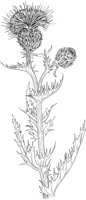 CGA50282.TIF